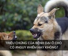 Chó Ủ Bệnh Dại Có Lây Không