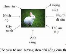 Vệ Môi Trường Của Các Nhân Tố Sinh Thái